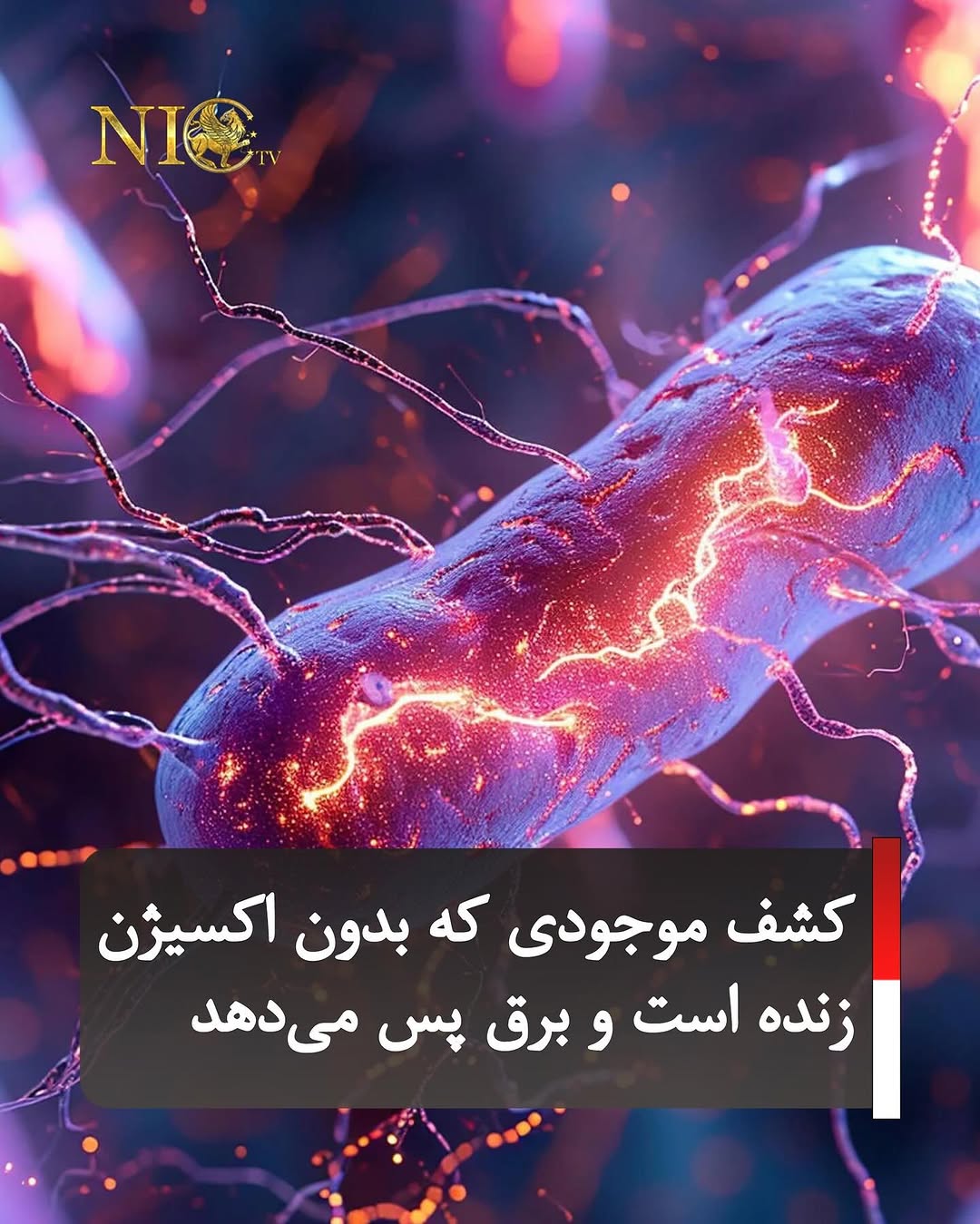 باکتری های الکترکی