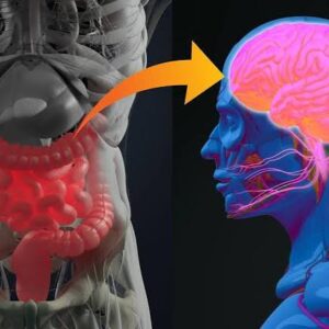 تاثیر باکتری روده بر مغز