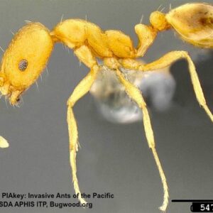 مورچه فرعون (Monomorium pharaonis) آفت منازل جدید ایران