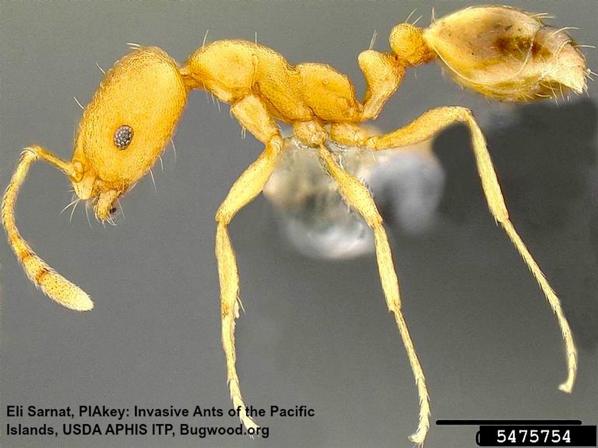 مورچه فرعون (Monomorium pharaonis) آفت منازل جدید ایران